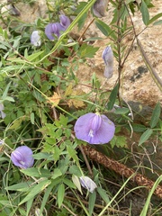 Centrosema virginianum