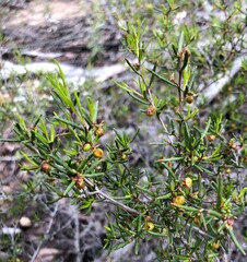 Dodonaea hexandra