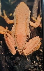 Pseudacris regilla