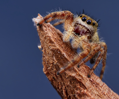 Phidippus princeps