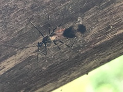 Graptocleptes