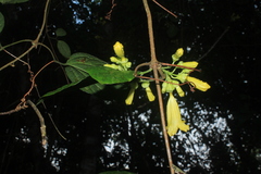 Bignoniaceae