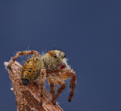 Phidippus princeps