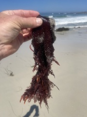 Chondracanthus exasperatus