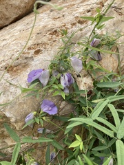 Centrosema virginianum