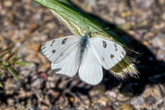 Pontia occidentalis