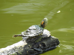 Trachemys callirostris