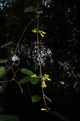 Bignoniaceae