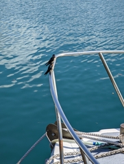 Hirundo neoxena