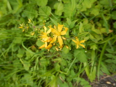 Hypericum hirsutum