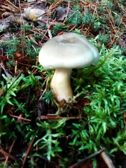 Clitocybe nebularis