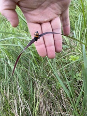 Nicrophorus hebes