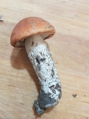 Leccinum aurantiacum