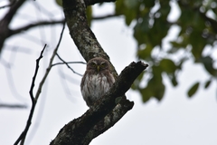Glaucidium brasilianum