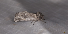Ursia noctuiformis