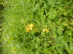 Hypericum hirsutum
