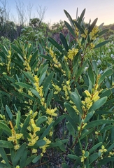 Acacia