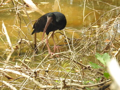 Phimosus infuscatus