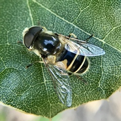 Eristalis hirta
