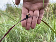 Nicrophorus hebes