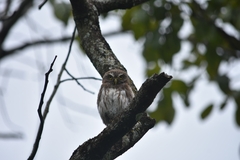 Glaucidium brasilianum
