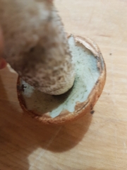 Leccinum aurantiacum