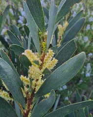 Acacia