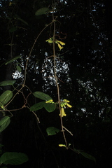 Bignoniaceae