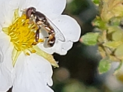 Syritta pipiens