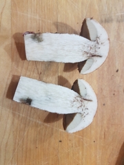 Leccinum aurantiacum