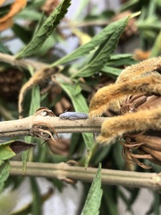 Homalodisca liturata