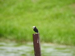 Arundinicola leucocephala