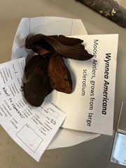 Wynnea americana