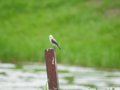 Arundinicola leucocephala