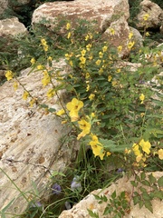 Chamaecrista fasciculata