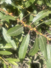 Salix lasiolepis