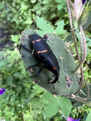 Cactophagus spinolae
