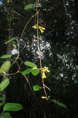 Bignoniaceae