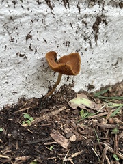Agrocybe arvalis