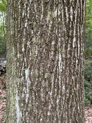 Quercus rubra