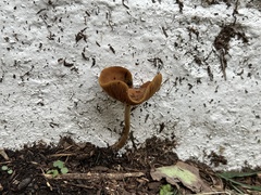 Agrocybe arvalis