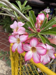 Adenium