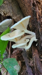 Pleurotus levis