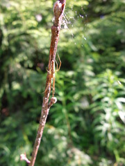 Tetragnatha versicolor