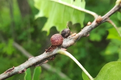 Kokkocynips imbricariae