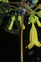 Bignoniaceae