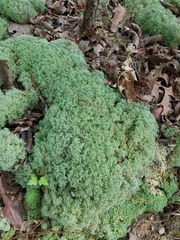 Cladonia subtenuis
