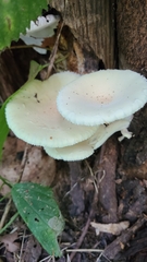 Pleurotus levis