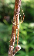 Tetragnatha versicolor