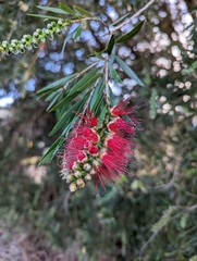 Melaleuca viminalis